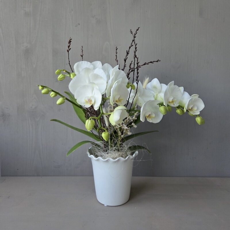 Weiße Orchideen in elegantem Topf vor grauer Holzoptik-Wand. Elegante Blumenarrangement-Dekoration.