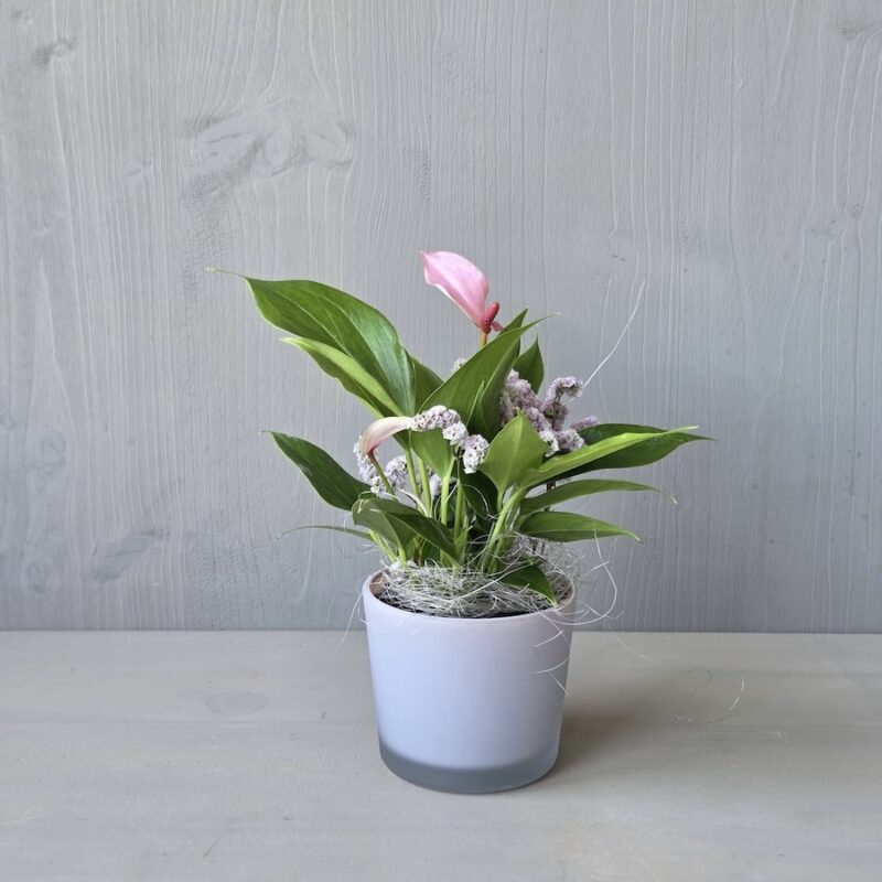 Rosa Blume in einem weißen Topf vor grauer Wand, minimalistische Zimmerpflanzendekoration